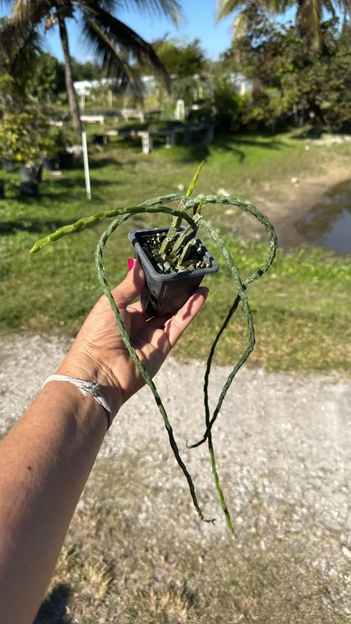 plant/Rhipsalis paradoxa ( thin stems) 2.5” pot-0