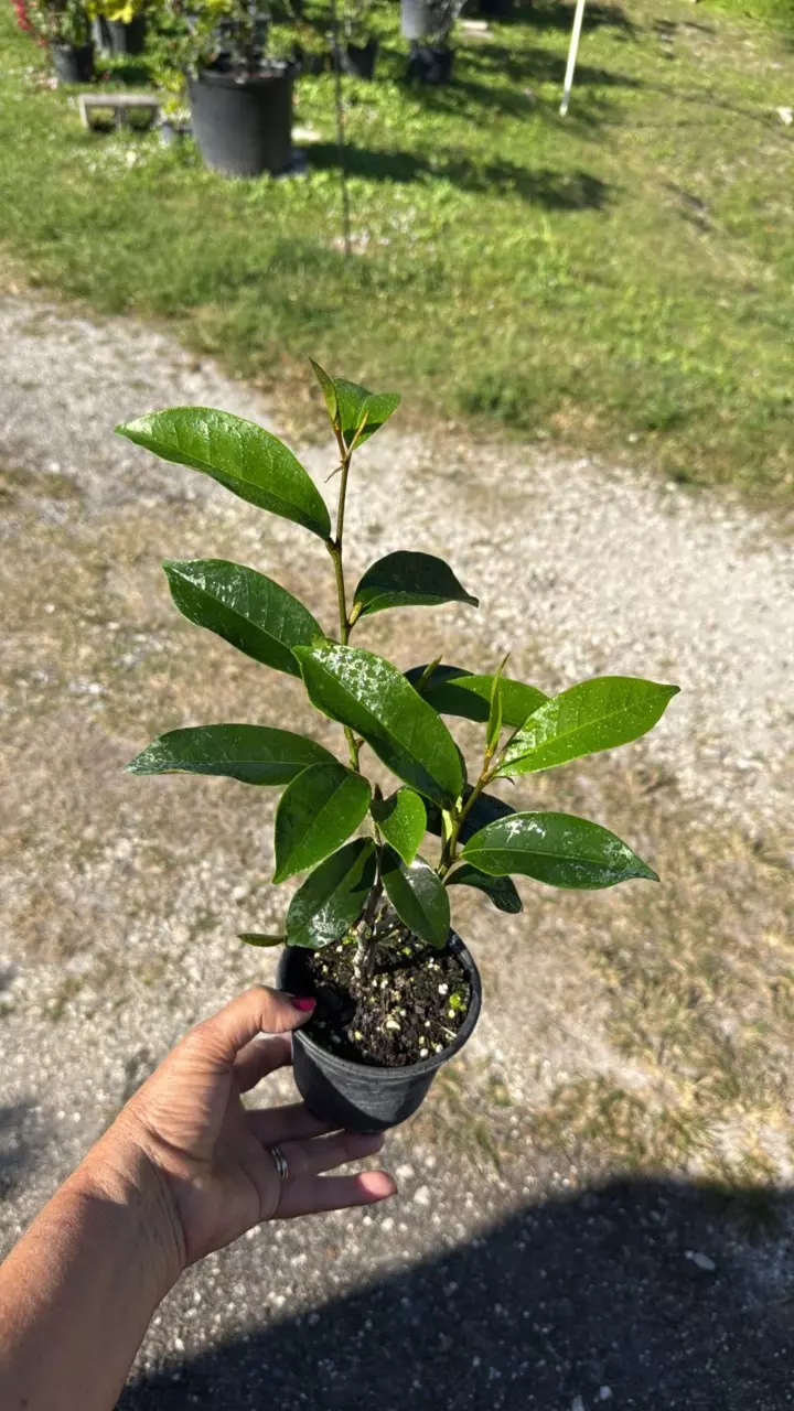 plant/Magnolia figo 4” pot Grower’s Choice-0