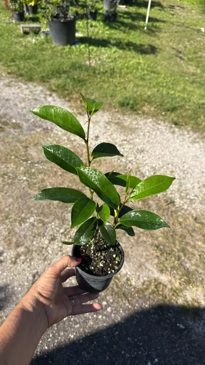 plant/Magnolia figo 4” pot Grower’s Choice-0-thumbnail