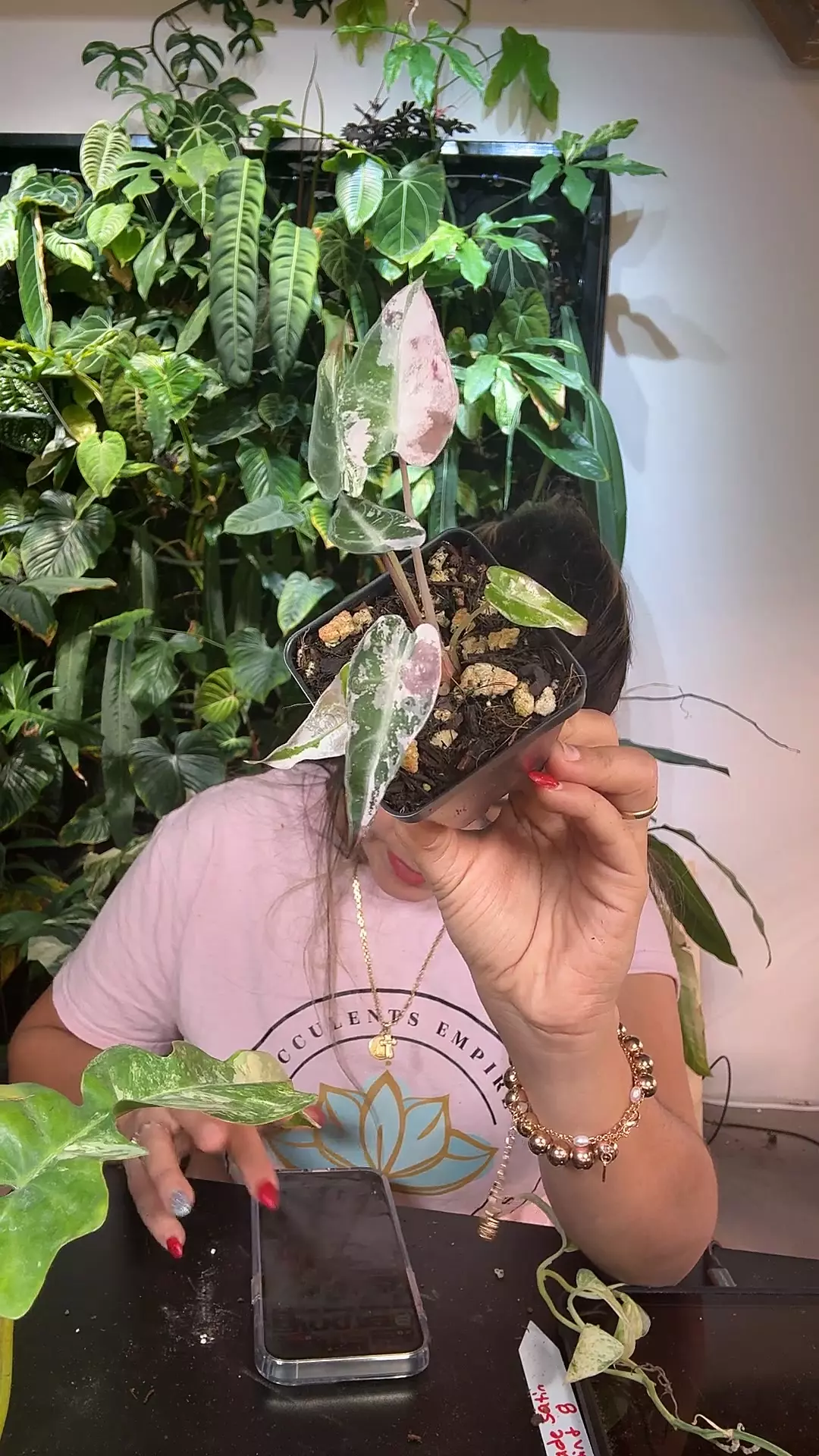 plant/0868 pink bambino-0