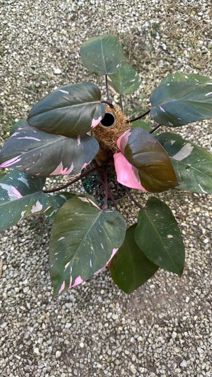 plant/Philodendron Marble King 6” pot-0