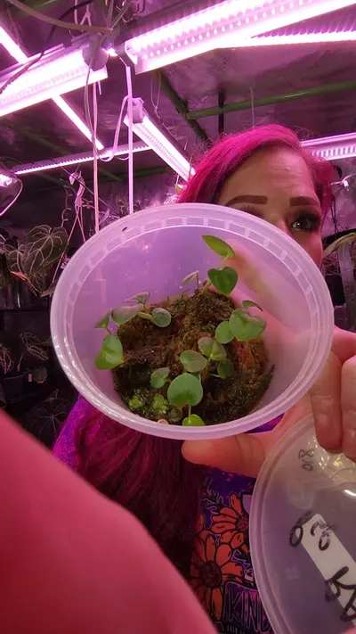 plant/(PAP WU6 X AOS DF) X MAGNIFICUM-0-thumbnail