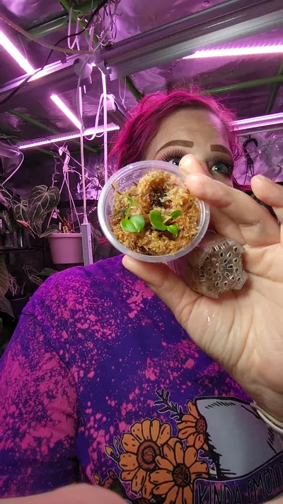 plant/1) MONA (JUSTIN BESSEAE ¹ X CERRO-PAP) X (TIMS BLACK)-0-thumbnail