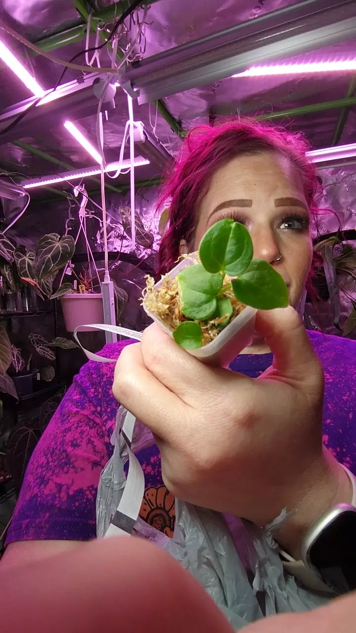 plant/2(FT SHERMAN X SELF) X (GIANT PINK CRYSTAL MAG)  XWONDERBOY-0