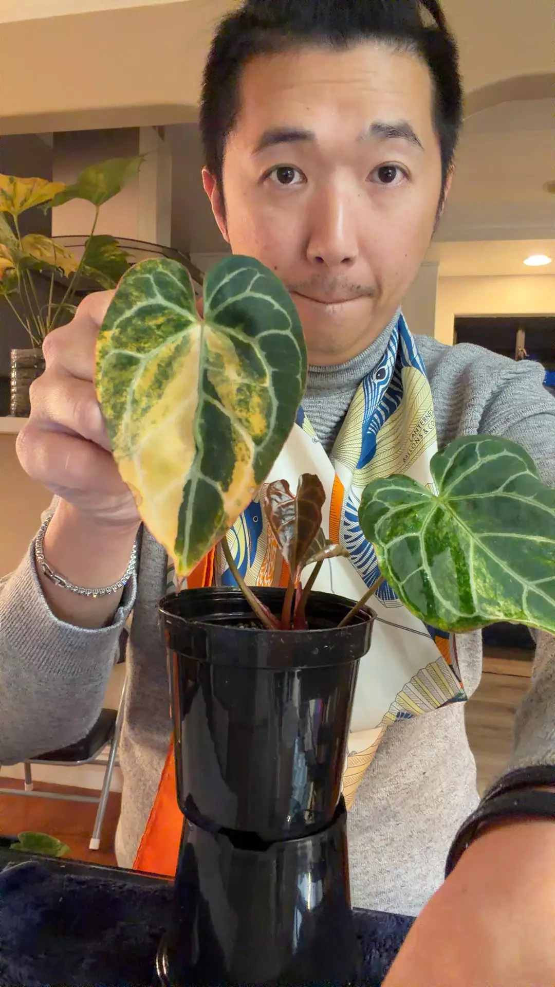 plant/8304 clumping crystal aurea 2 head-0