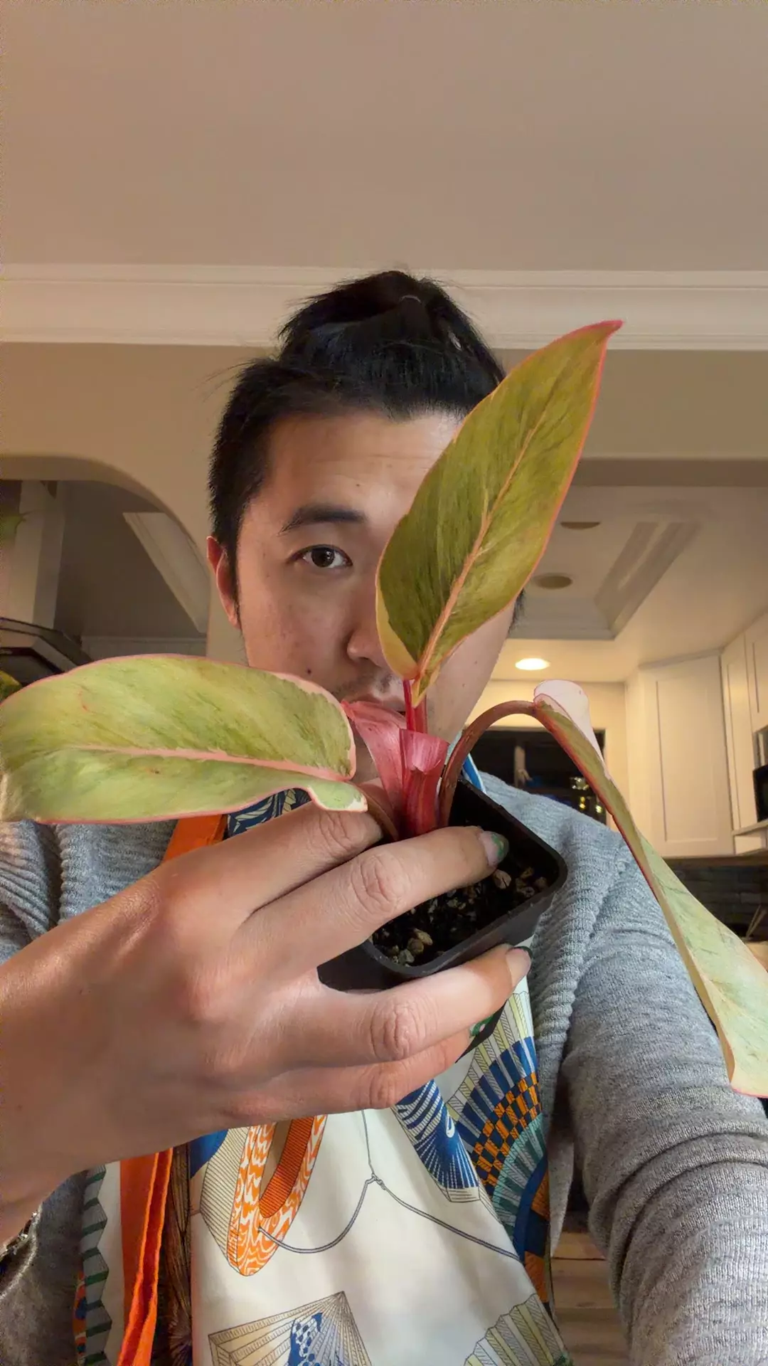 plant/8310 philodendron shady lady fully rooted plant-0