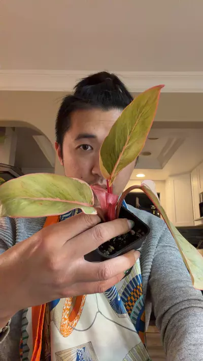 plant/8310 philodendron shady lady fully rooted plant-0-thumbnail