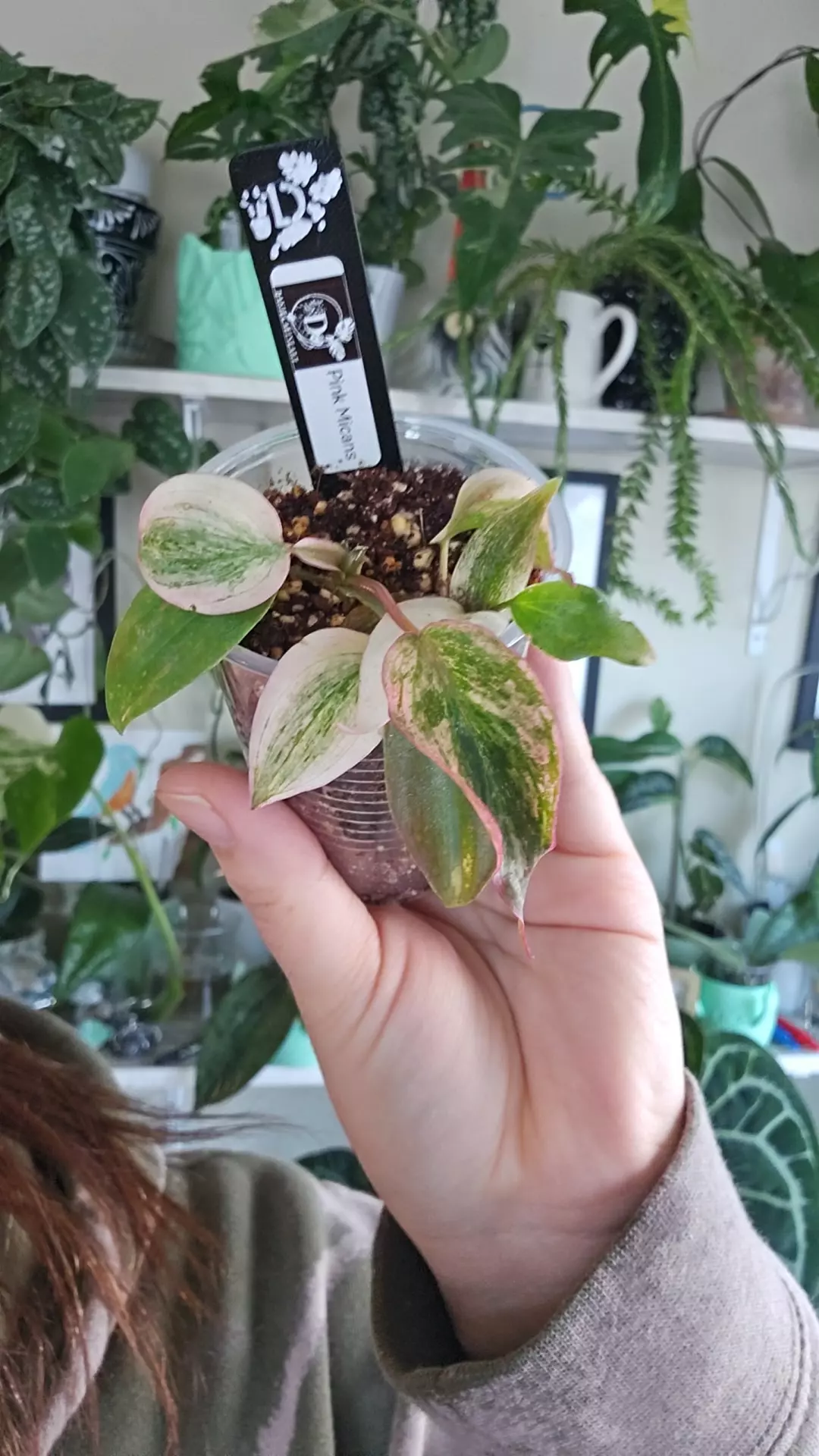 plant/Minty pink micans-0