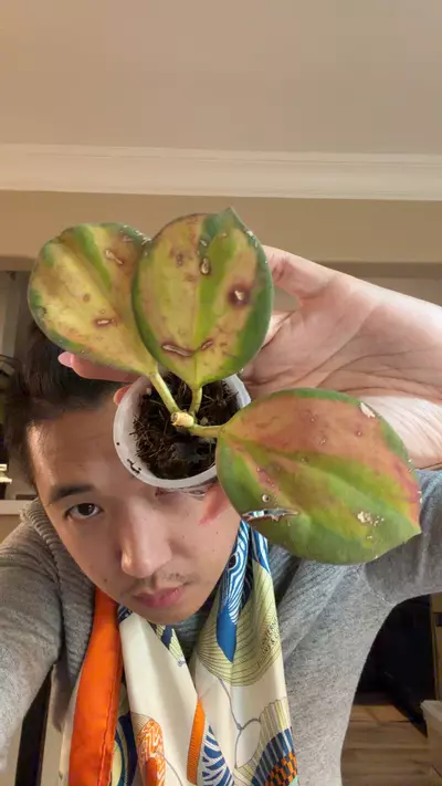 plant/Hoya pachyclada inner var rooted and booping-0-thumbnail