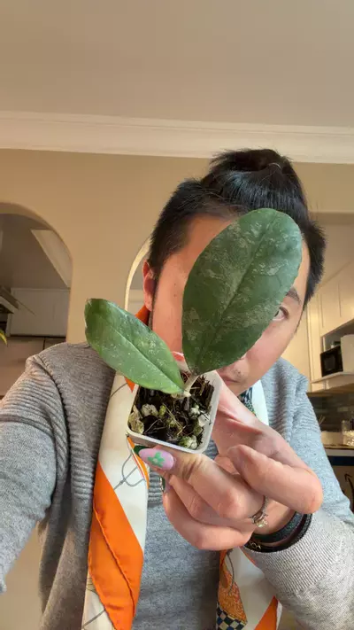 plant/5989 Hoya AH0001 sunstress orange-0-thumbnail