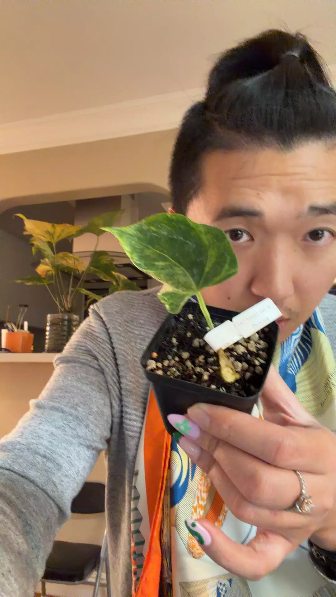 plant/4613 var mag x port 2 active growth fully rooted-0