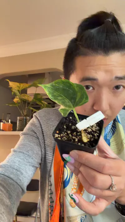 plant/4613 var mag x port 2 active growth fully rooted-0-thumbnail