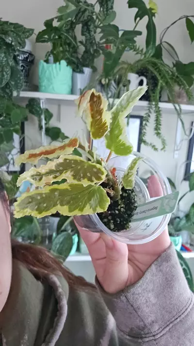 plant/Begonia dainty spray-0-thumbnail