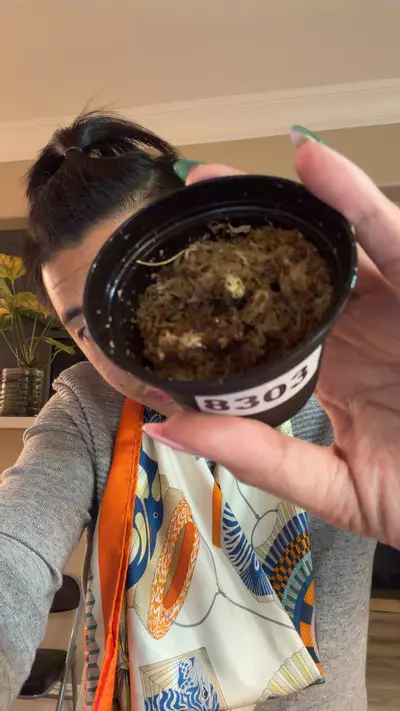 plant/8303 var mag x port butt one node chonk rooted-0-thumbnail