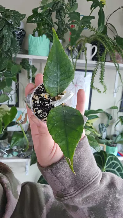 plant/Aceh bogar-0-thumbnail