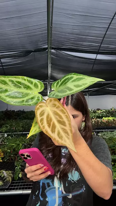 plant/Anth silver blush x forgetii starter plant growers choice-0-thumbnail