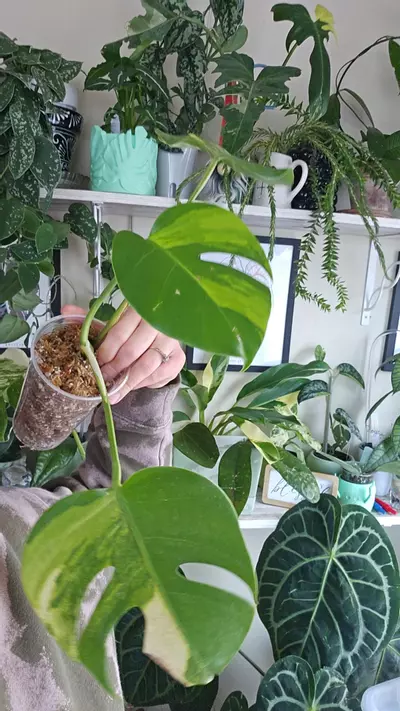 plant/Monstera aurea-0-thumbnail