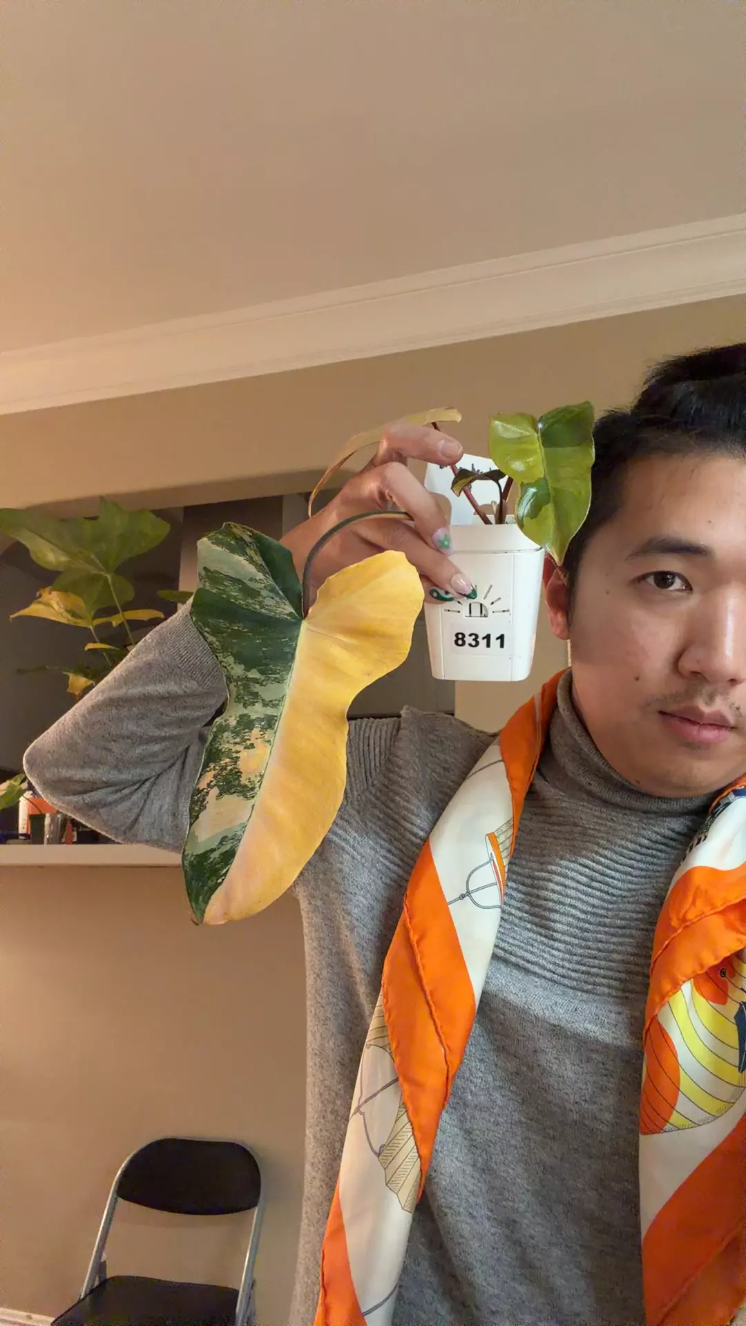 plant/8311 philodendron Brown Beauty-0