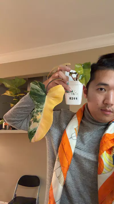 plant/8311 philodendron Brown Beauty-0-thumbnail