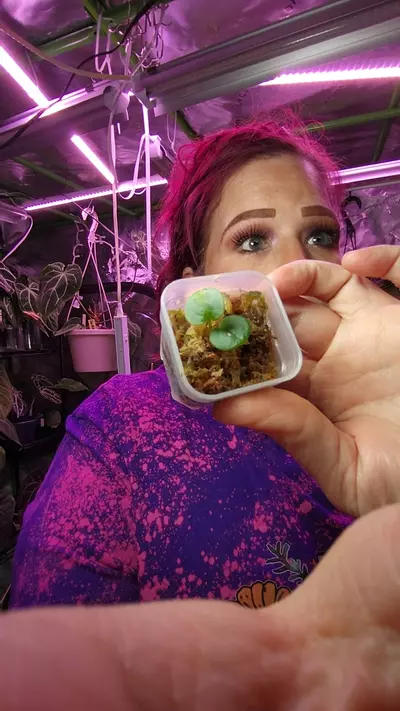 plant/(CARLA X SPIDER BESS) X ( AOP X CARLA PAP)-0-thumbnail