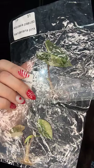 plant/Alocasia pseudo sanderiana pink 1 pack TC growers choice-0-thumbnail