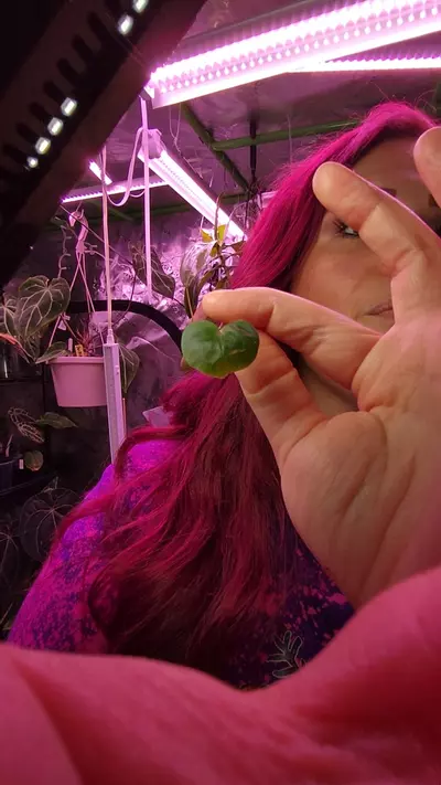 plant/BESSEAE X (PAP-MAG X PAP A X SELF)-0-thumbnail