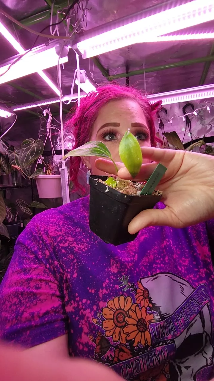 plant/STRAPPY NOID FROM BERRY IAS-0