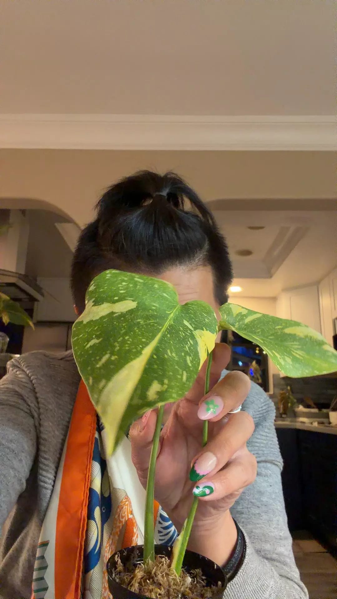 plant/monstera electrolyte rooted plant-0