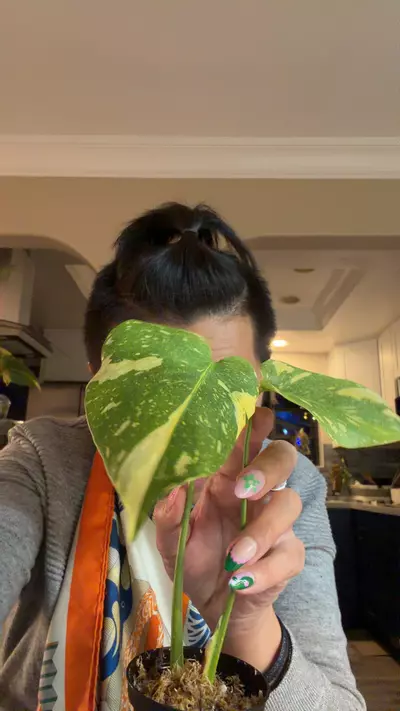 plant/monstera electrolyte rooted plant-0-thumbnail