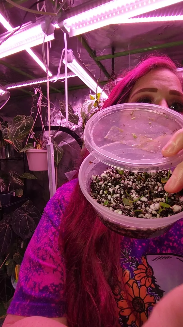 plant/(AOS X MAGNIFICUM)-0