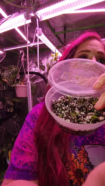 plant/(AOS X MAGNIFICUM)-0-thumbnail