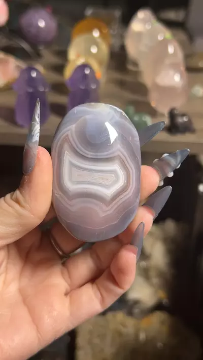 plant/Swazi Agate Palm-0-thumbnail