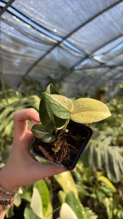 plant/blue albo scin 0068-0-thumbnail