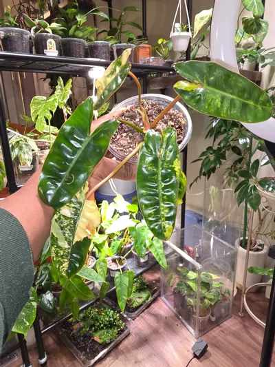 plant/Var Philodendron Billietiae-3-thumbnail