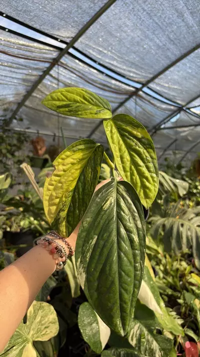 plant/var Peru m 0564-0-thumbnail