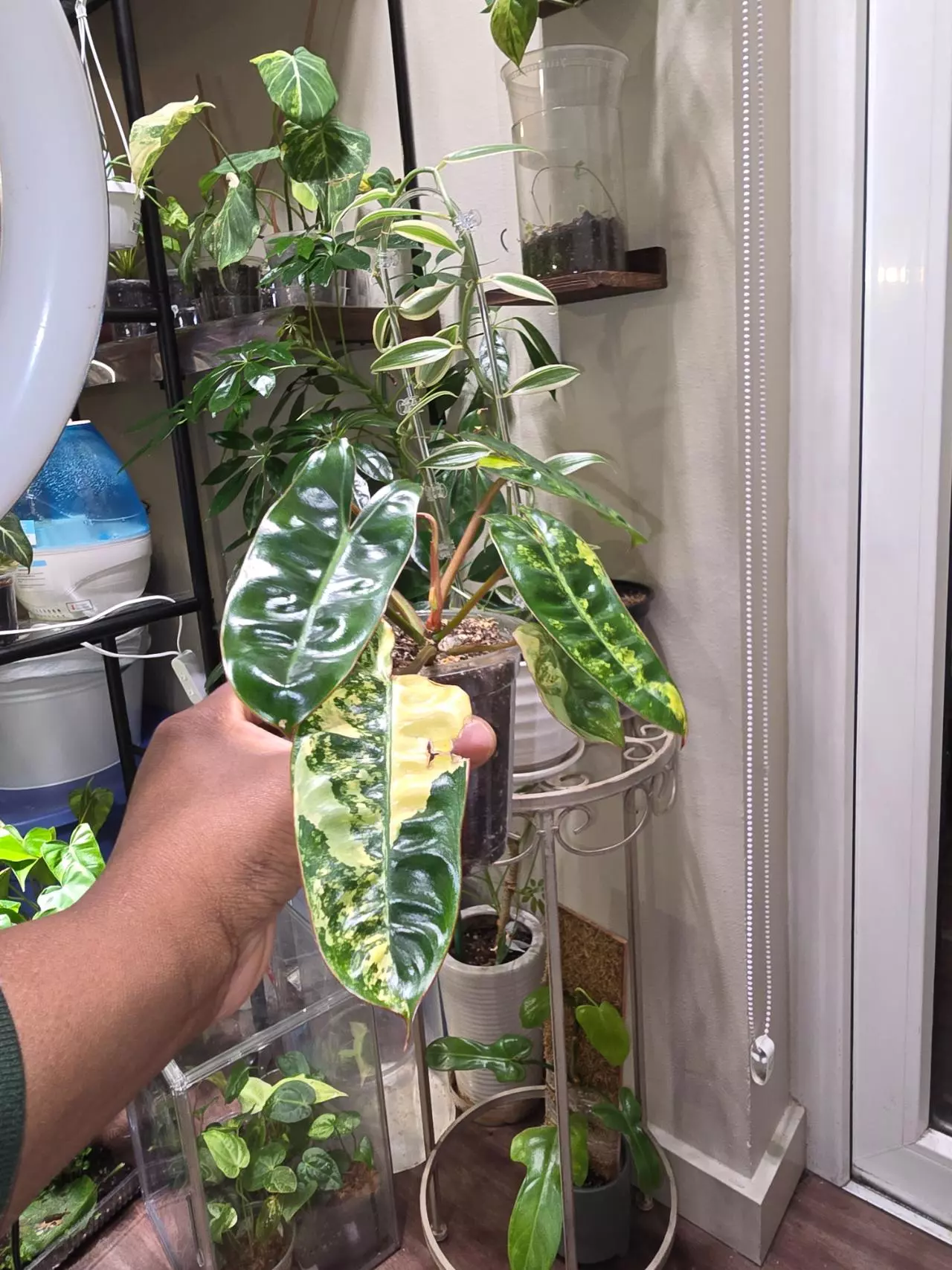 plant/Var Philodendron Billietiae-1