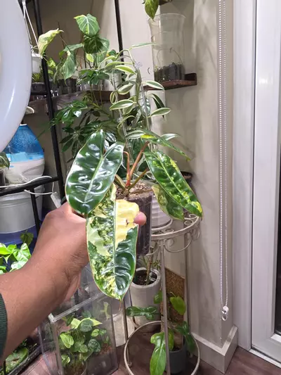 plant/Var Philodendron Billietiae-1-thumbnail