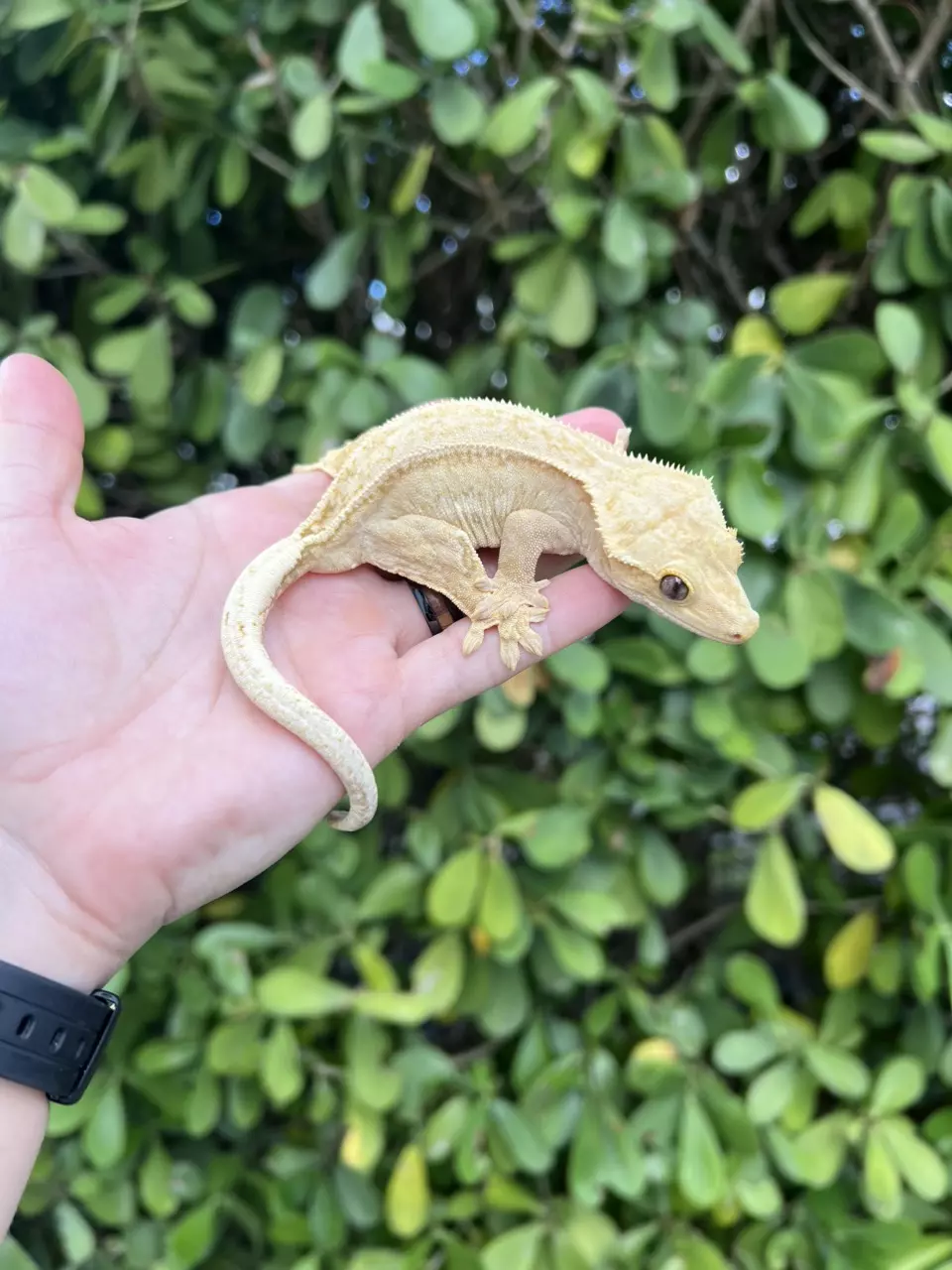 plant/Butter Yellow Pin White Wall Female *Slight FTS *(316CG24)-1