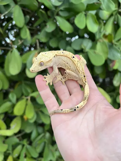 plant/Citrus Glow Ink Spot Dalmatian Male (1149CS24)-0-thumbnail