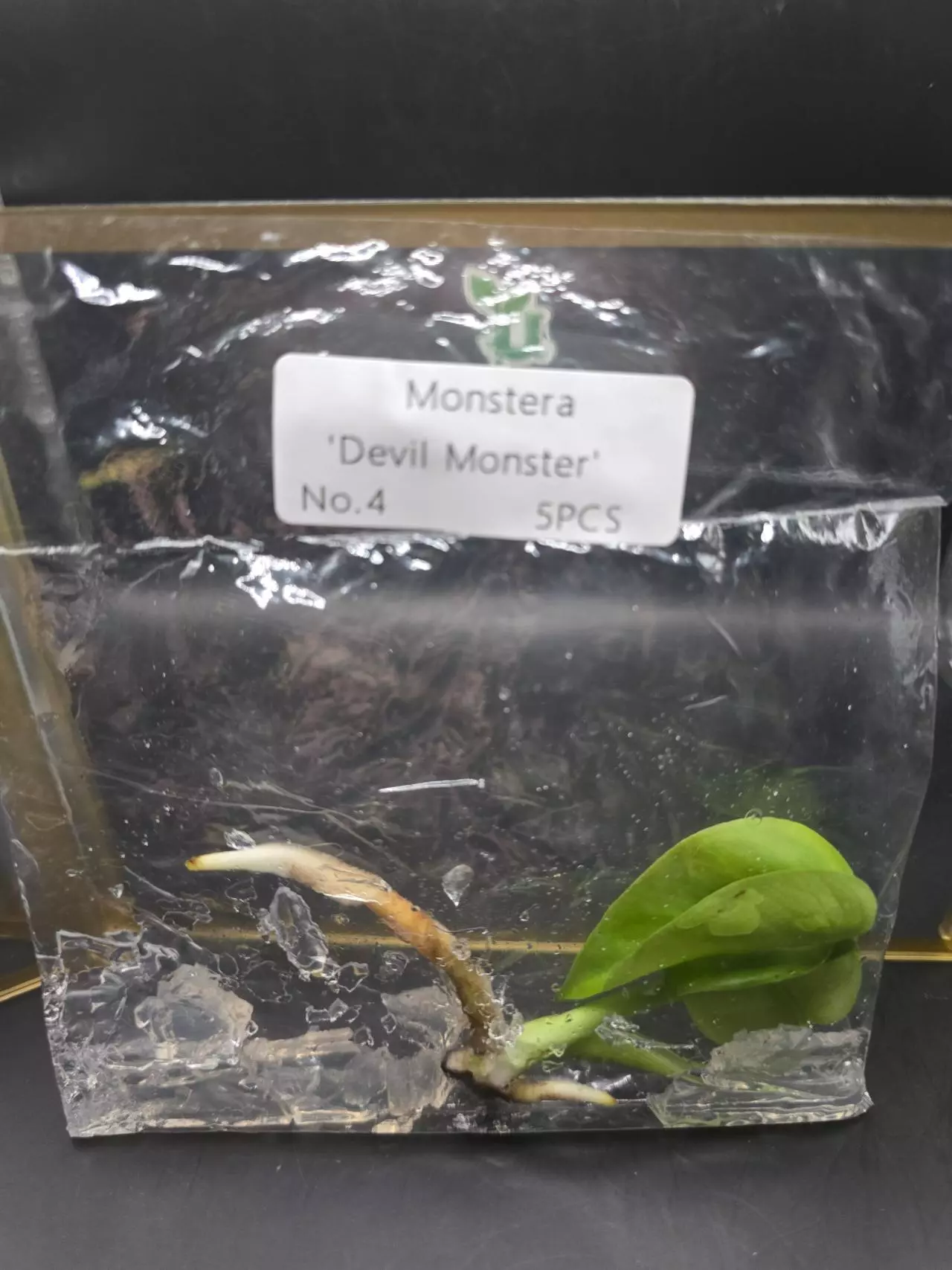 plant/Monstera Devil Monster TC #4 (no Visible Var)-0