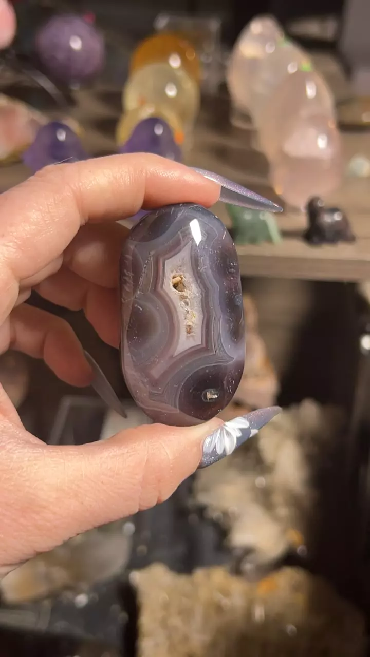 plant/Swazi Agate Palm-0