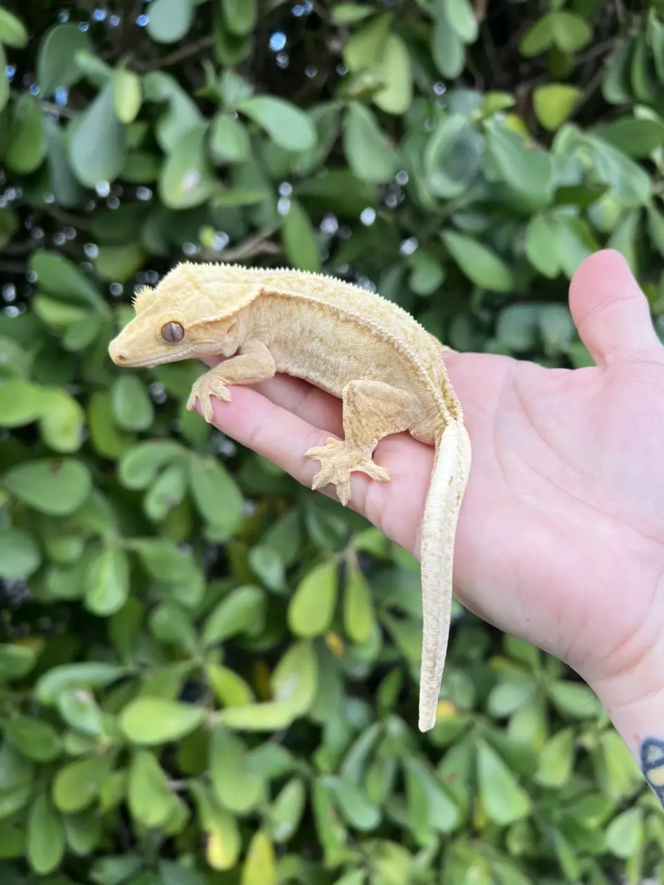 plant/Butter Yellow Pin White Wall Female *Slight FTS *(316CG24)-0