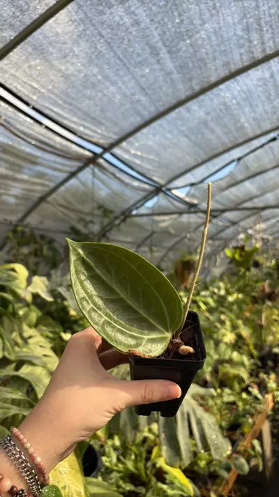 plant/sulawesi h rooted cut 0706-0-thumbnail