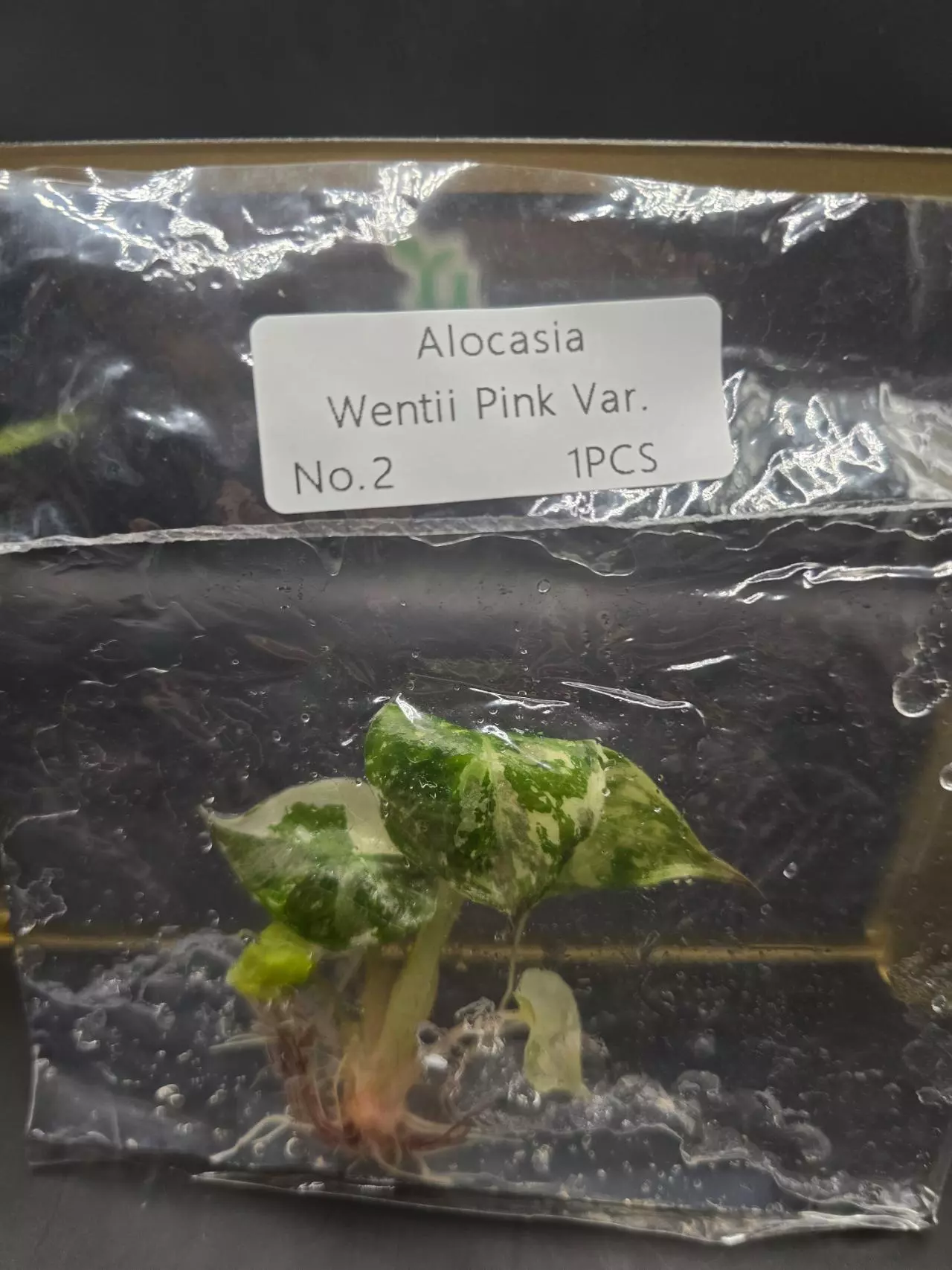 plant/Alocasia Wentii Pink #2-0