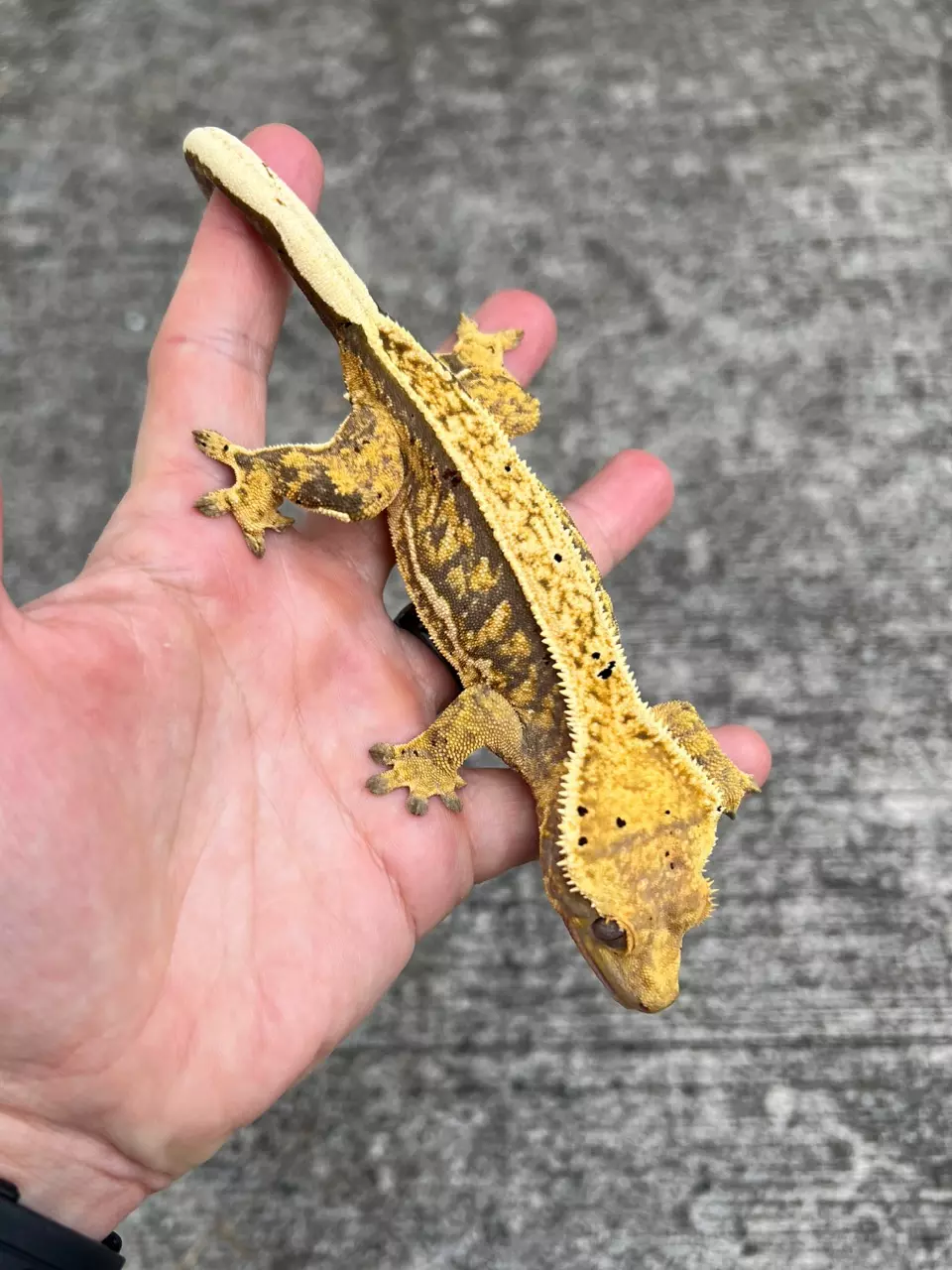 plant/Extreme Harlequin Pin Female (321CG24)-1