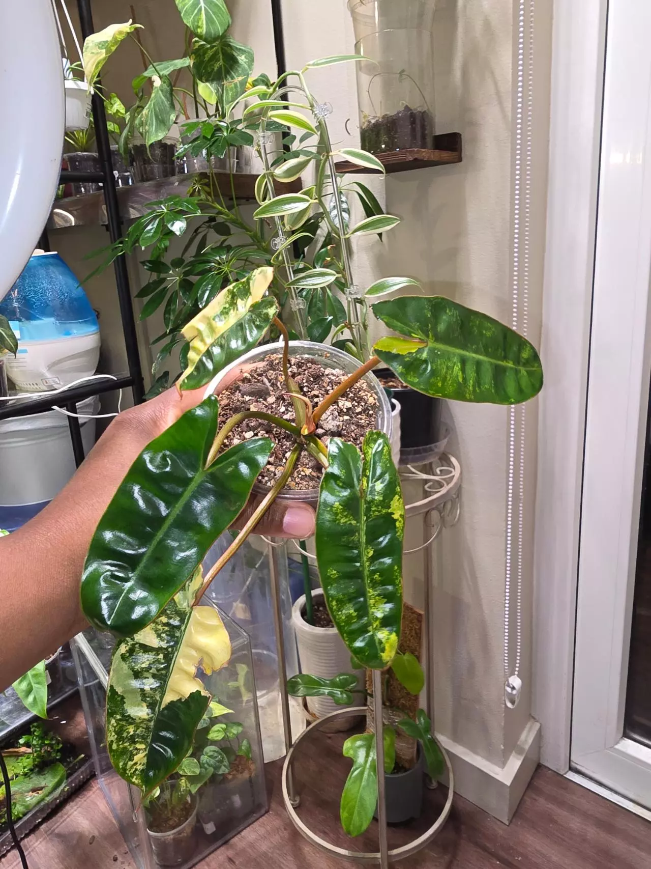 plant/Var Philodendron Billietiae-0