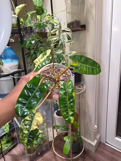 plant/Var Philodendron Billietiae-0-thumbnail