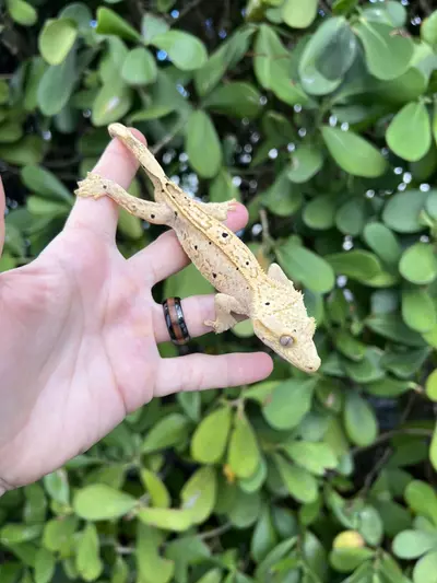 plant/Citrus Glow Ink Spot Dalmatian Male (1149CS24)-1-thumbnail