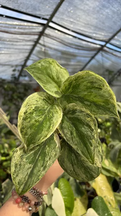 plant/hologram exotica scin 0703-0-thumbnail