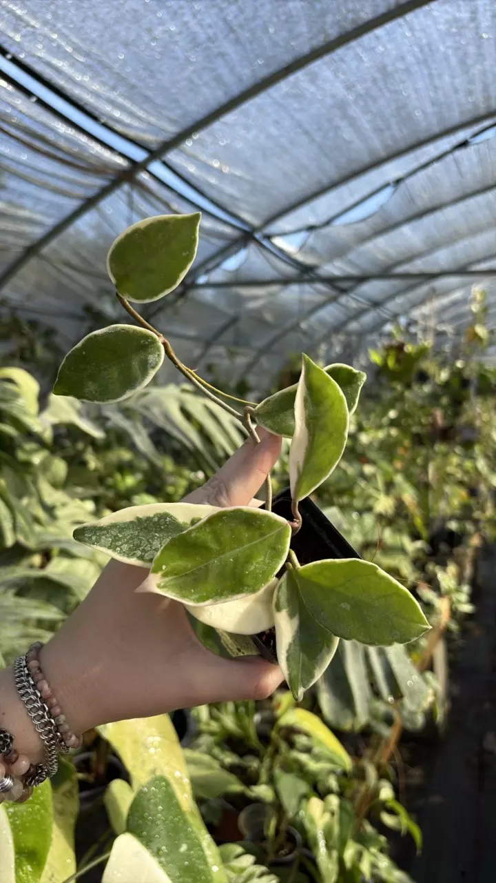 plant/Hoya suzi Q 0197-0